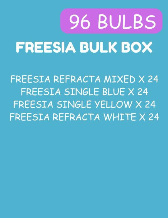 Freesia Bulk Box