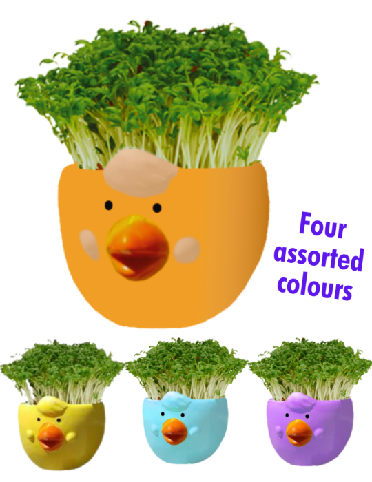 Easter Cress Chick - Assorted Colours
