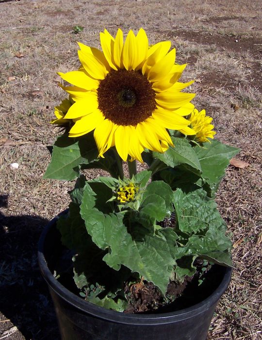 Sunflower Dwarf Eos