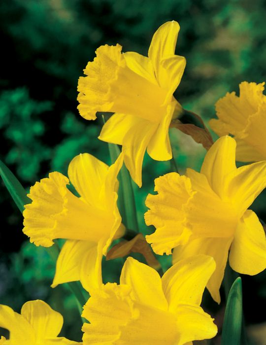 Daffodil King Alfred 