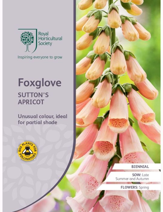 Foxglove Sutton's Apricot