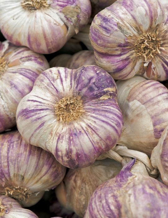 Garlic Purple Splendour (season: Feb-June)