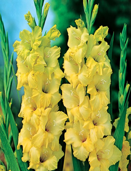 Gladioli Nova Lux Yellow (season: Winter)