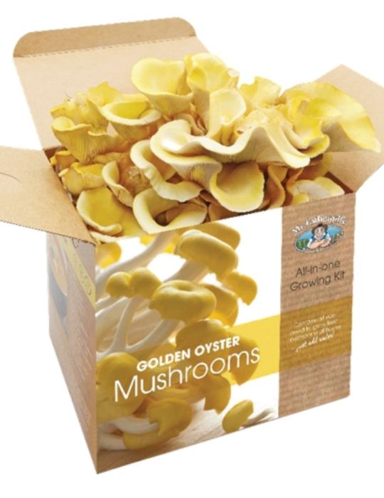 Golden Oyster Mushroom Kit - NOT AVAILABLE TO WA & TAS