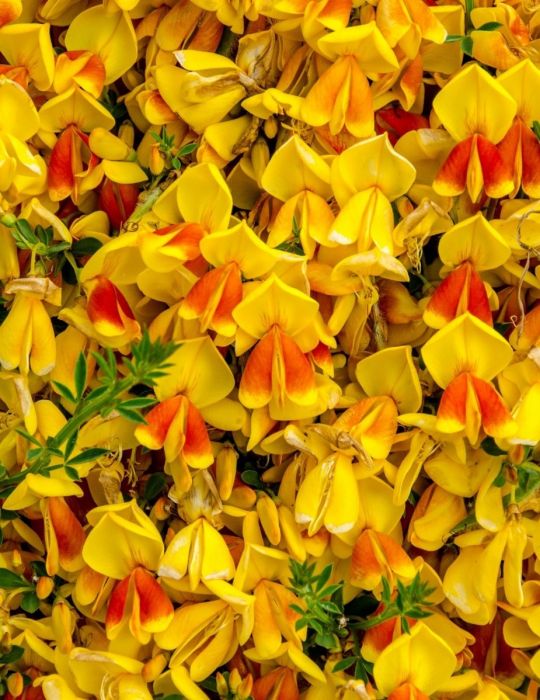 Golden Rosemary WILDFLOWER