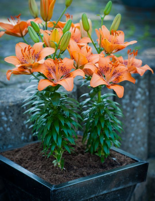 Lilium Pot Asiatic Teresina (season: Winter)