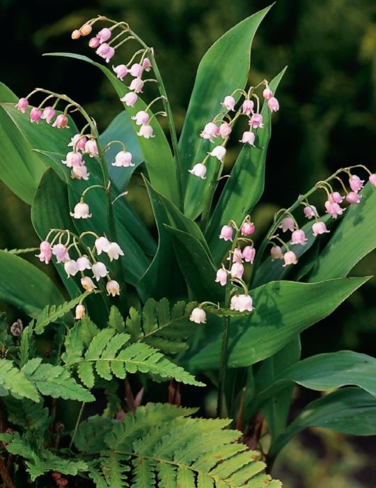 Lily of the Valley Pink (season: Winter)