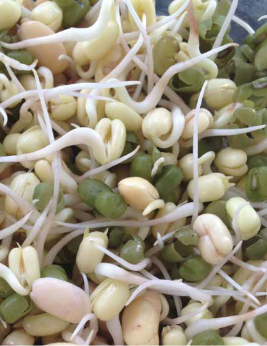 Sprouts Stir-Fry Beans- NOT AVAILABLE TO WA/TAS