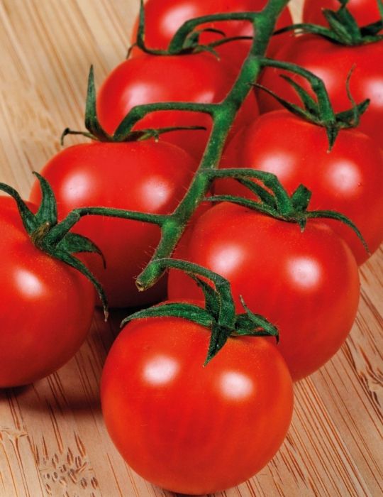 Tomato Tommy Toe ORGANIC