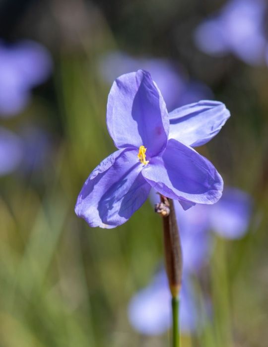 Native Iris (Purple Flag) WILDFLOWER
