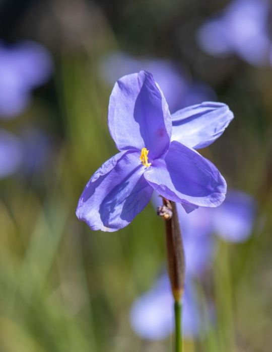 Native Iris (Purple Flag) WILDFLOWER 