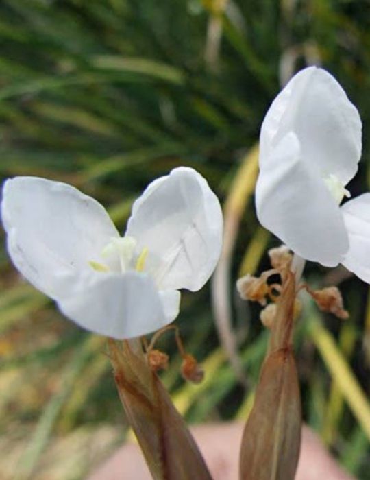 Native White Iris WILDFLOWER