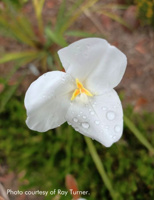 Native White Iris WILDFLOWER
