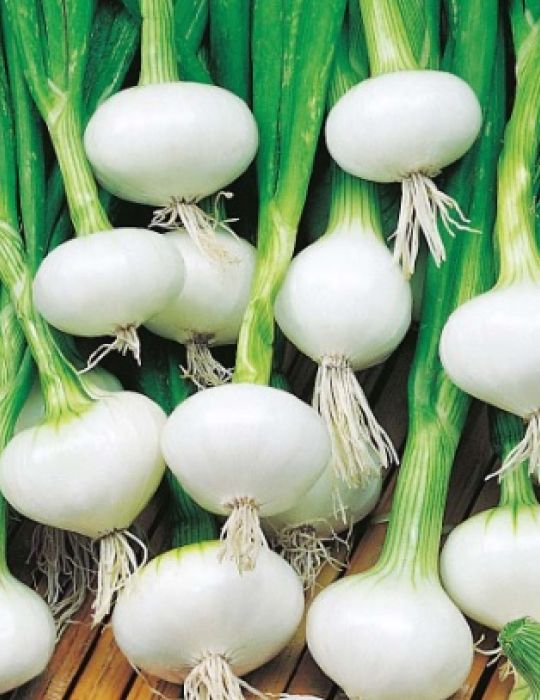 Onion Flat White Cipolline