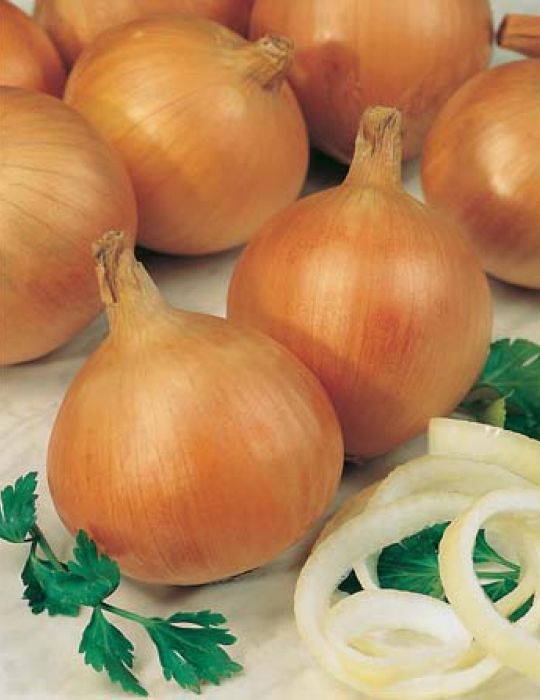 Onion Creamgold