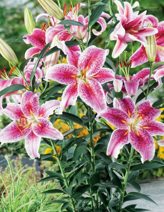 Oriental Pot Lily Stargazer (season:Aug-Sep)