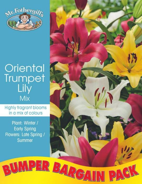 Oriental Trumpet Lily Mix Bumper Bargain Pack (season:Aug-Sep)