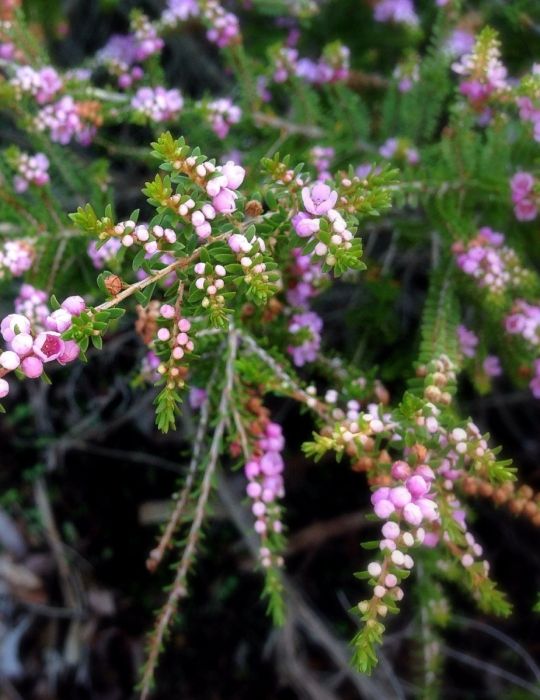 Pink Cascading Myrtle WILDFLOWER - NOT AVAILABLE TO WA/TAS