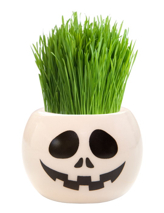 Grass Hair Kit -  Halloween Party (Skull)