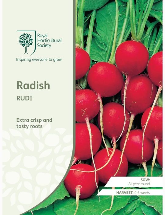 Radish Rudi