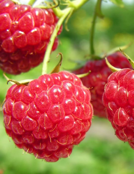 Raspberry Chilcotin
