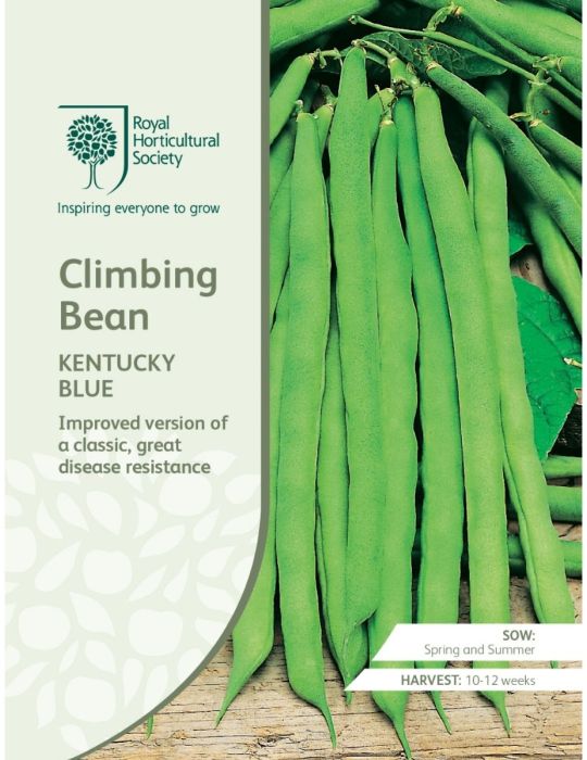 Climbing Bean Kentucky Blue