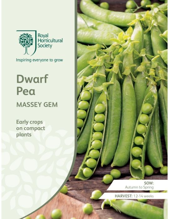 Dwarf Pea Massey Gem
