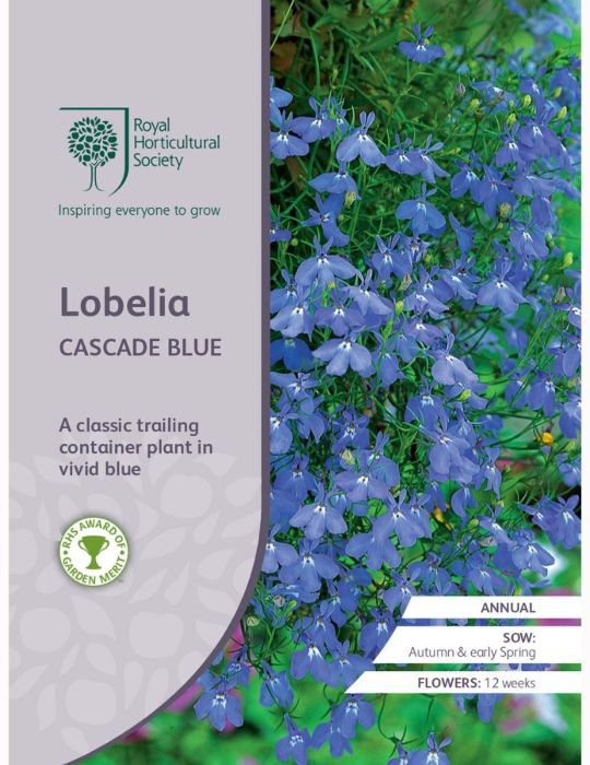 Lobelia Cascade Blue