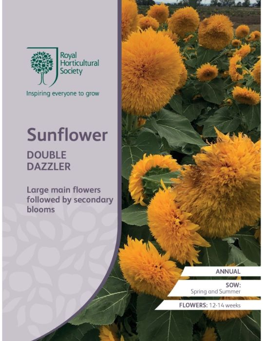 Sunflower Double Dazzler