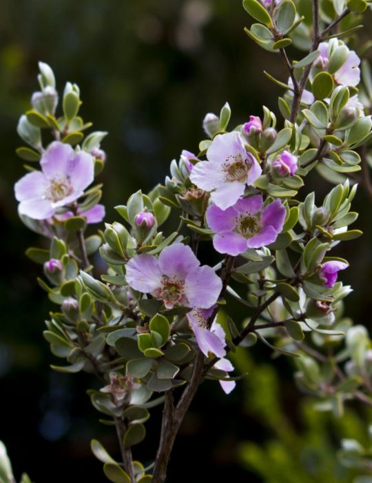 Silver Tea Tree WILDFLOWER - NOT AVAILABLE TO WA/TAS