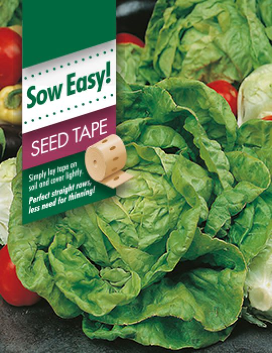 Lettuce All Year Seed Tape