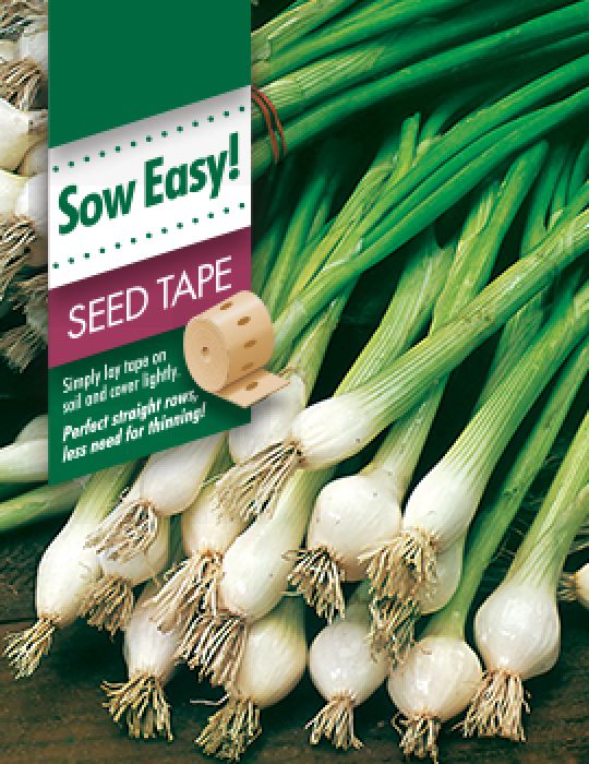 Spring Onion All Year Round Seed Tape