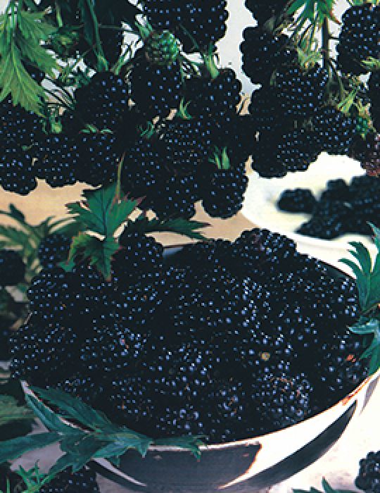 Blackberry Thornless