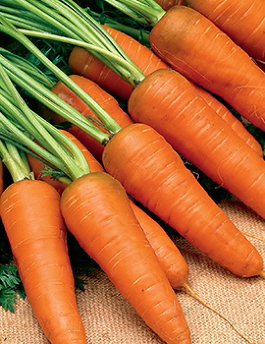 Carrot Kuroda