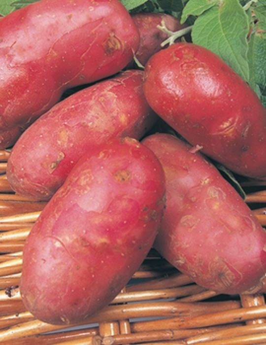 Potato Ruby Lou 1kg bag
