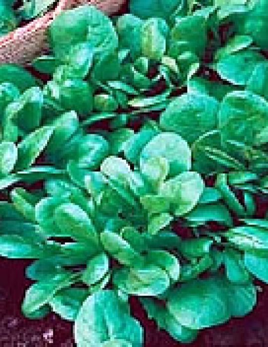 Spinach Medania 
