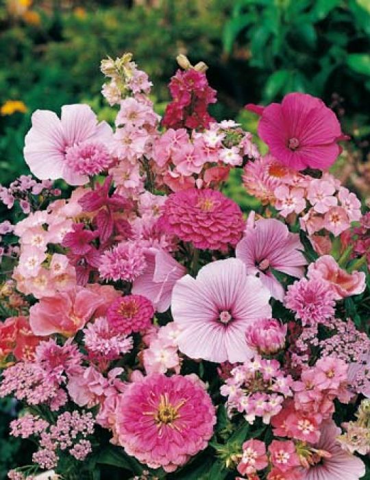 Splash of Pink Mixed Annuals