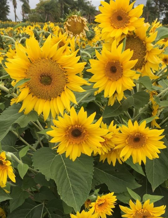 Sunflower Sumo Sunny