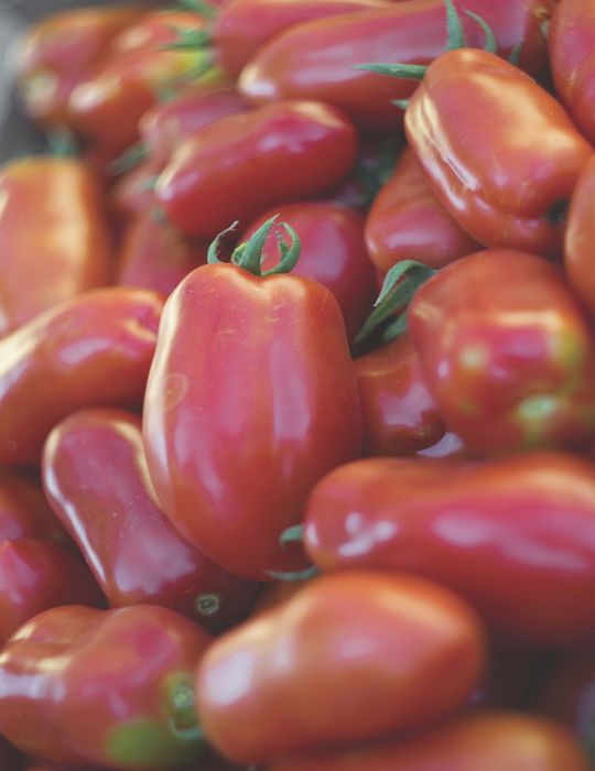Tomato San Marzano Organic