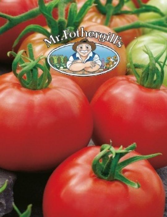 Tomato Burnley Sure Crop