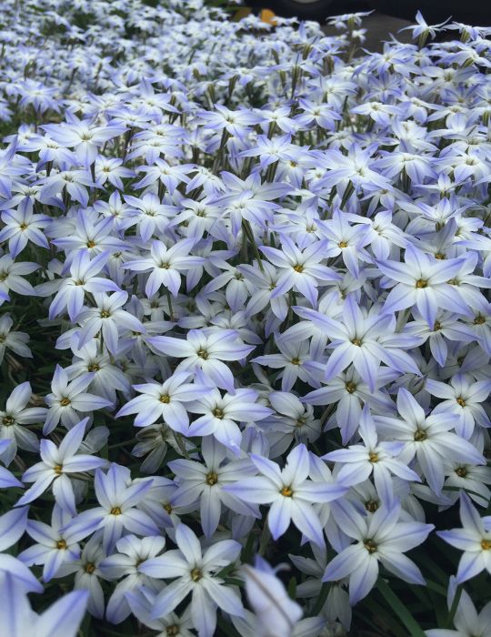 Triteleia Stars of Spring