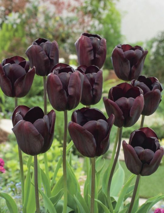 Tulip Continental Spring Flowering Bulbs
