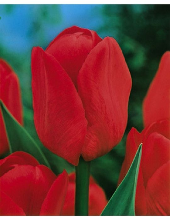 Tulip lle de France