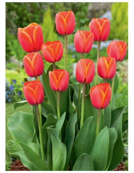 Tulip Adrem 