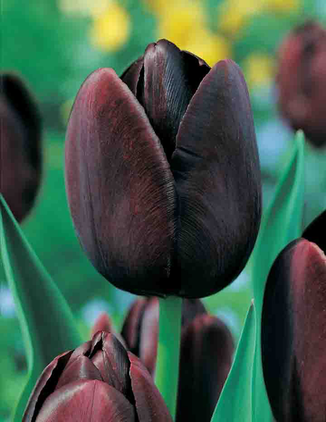Tulip Queen Of The Night Bulbs By Mr Fothergills