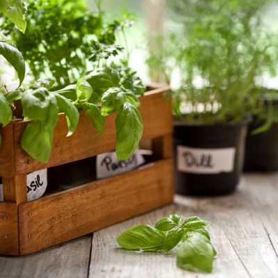 How to Grow and Maintain a Culinary Herb Garden