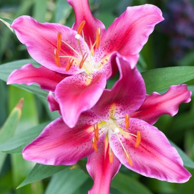 Choosing the Right Lily