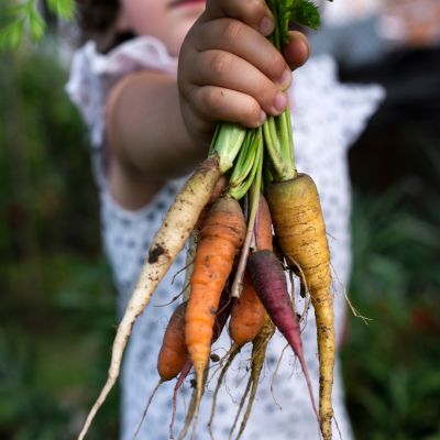 Guide To Growing Organic Vegetables & Fruits