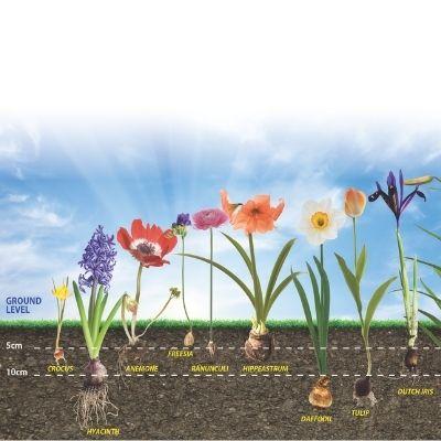 Bulb Planting Guide