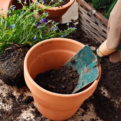 How to grow your own container garden!